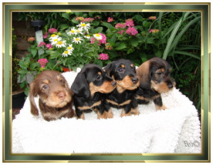 Braune Biene, Blmchen, Bagira-Baffy, Baffy-Frieda