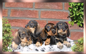 Alfi, Atze, Akki-James, Angie-Jule