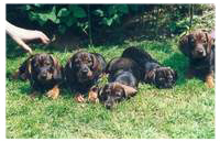 Dunja, Dorian, Dany, Dorleu nd Dusty