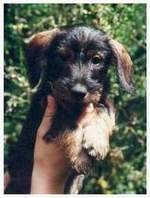 Ernie