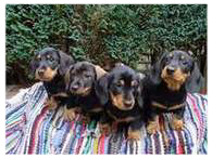Gauner, Gero, Gipsy u. Gonzo