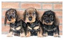 Quadro, Quincy und Quex Quadro, Quincy und Quex