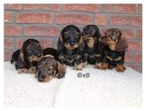 Rico, Robin, Rudi, Rusty, Ruby Rico, Robin, Rudi, Rusty, Ruby