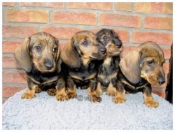 Strolch, Snoopy, Skippy, Stella Strolch, Snoopy, Skippy, Stella