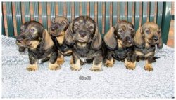 Teddy, Tasso, Timmy, Tinka, Trixi Teddy, Tasso, Timmy, Tinka, Trixi
