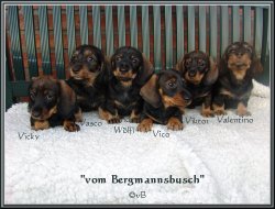 Vicky, Vasco, Wlfi, Vico, Viktor, Tino
