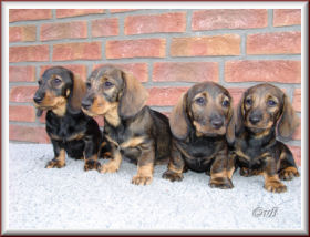 Yosie, Yelena-Frieda, Yogi, Yessie