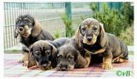 Lara, Lenny, Luna und Leon Lara, Lenny, Luna und Leon