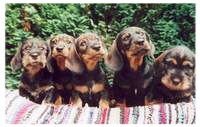 Farina, Fee, Fritzi, Felix
