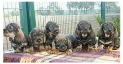 Moritz, Merlin, Mirko, Mika, Max und Metje Moritz, Merlin, Mirko, Mika, Max und Metje