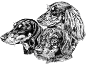 dreikopftrans